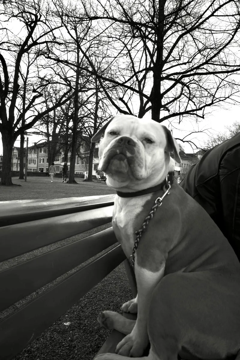 The Boss