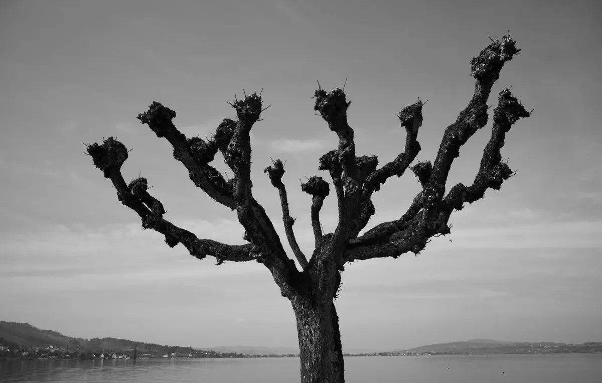 Melancholy Tree